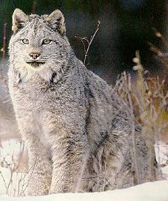 Image of lynx.jpg